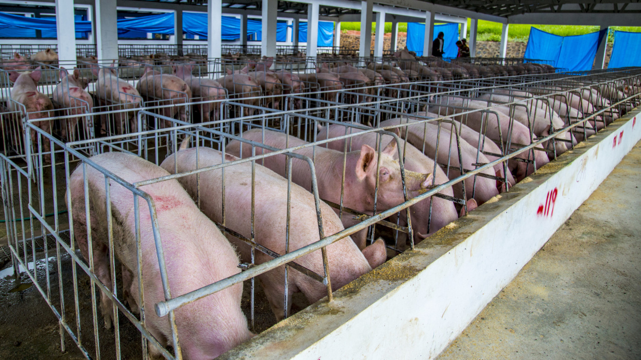 Producción Nacional de Carne de Cerdo ha incrementado el 2.1% en relación al 2021