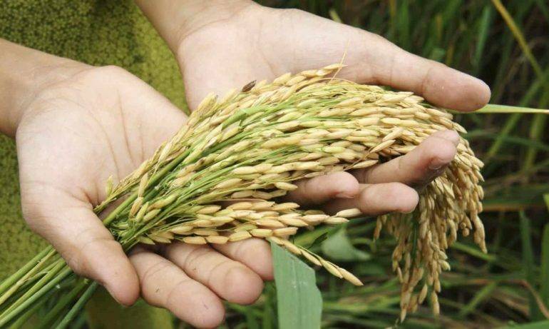 Producción Nacional de arroz registra un crecimiento de 2.5% en comparación al ciclo anterior