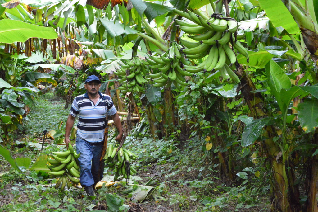 Cultivo de Plátano Aportó a la Economía Nacional 18.2 millones de dólares