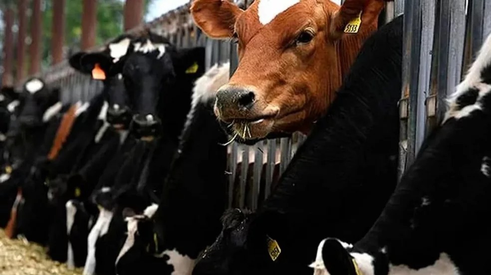 Brasil confirma caso atípico de ‘enfermedad de las vacas locas’ y apunta a reanudar exportaciones
