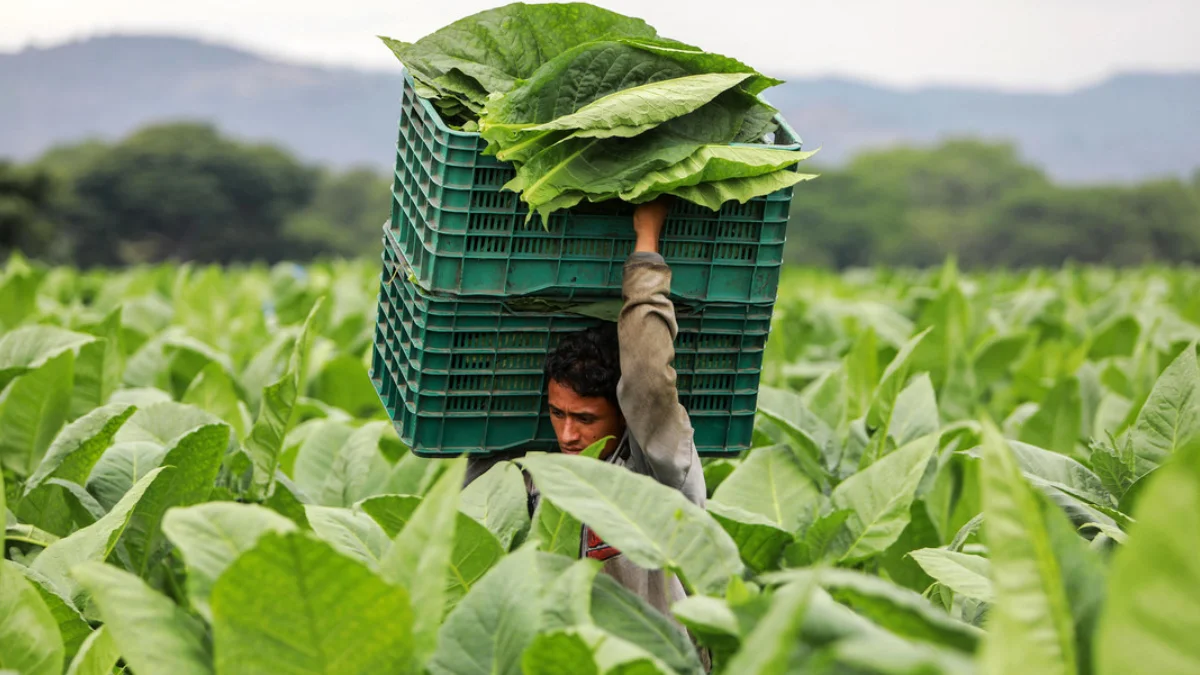 Nicaragua avanza en asegurar que se produzcan alimentos inocuos y nutritivos que garanticen la seguridad alimentaria de su población