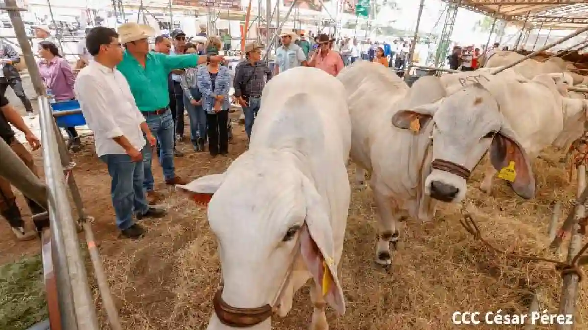 Celebrarán Ferias Ganaderas en 6 departamentos de Nicaragua