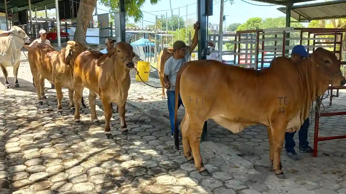 Primera Feria Ganadera Managua 2023 abrirá sus puertas este martes