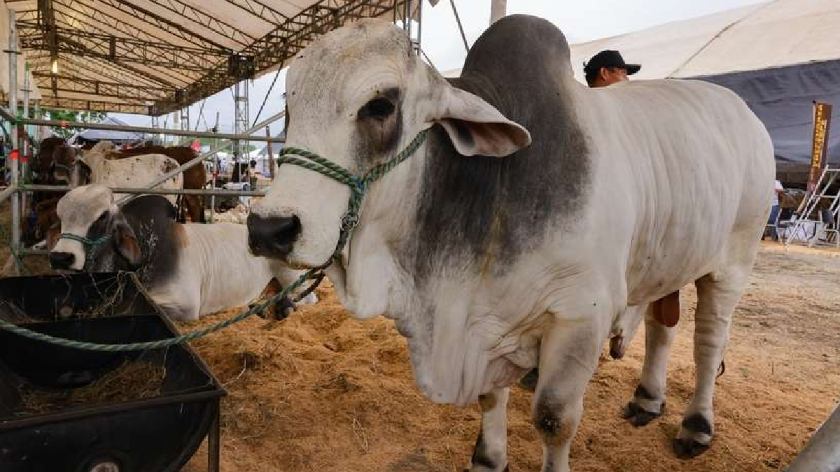 105 expositores Feria Ganadera, Navidad