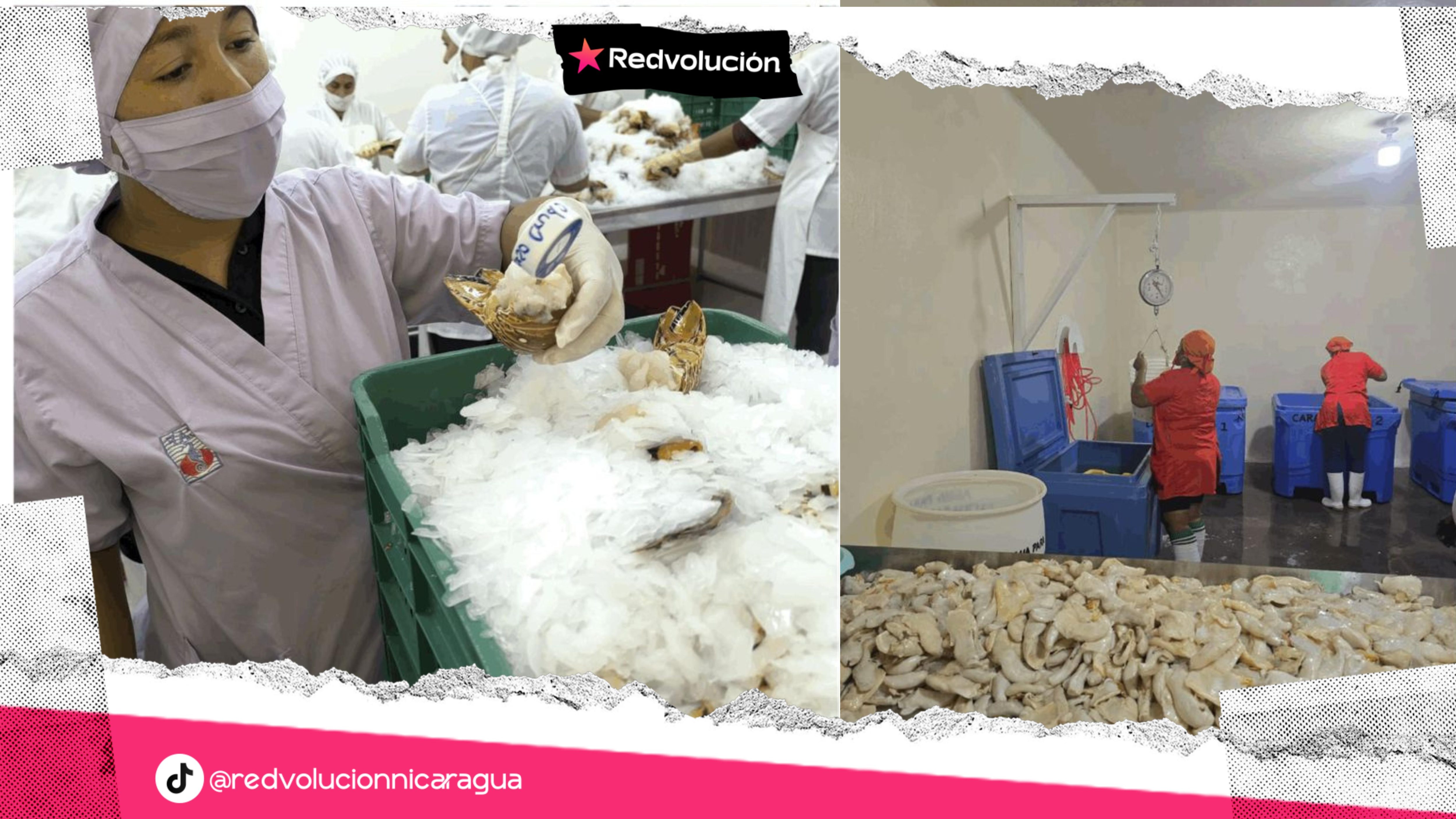 Instituto de Protección y Sanidad Agropecuaria (IPSA) realiza inspecciones sanitarias continuas en las instalaciones de procesamiento de Central American Fisheries, S.A. (CAF)