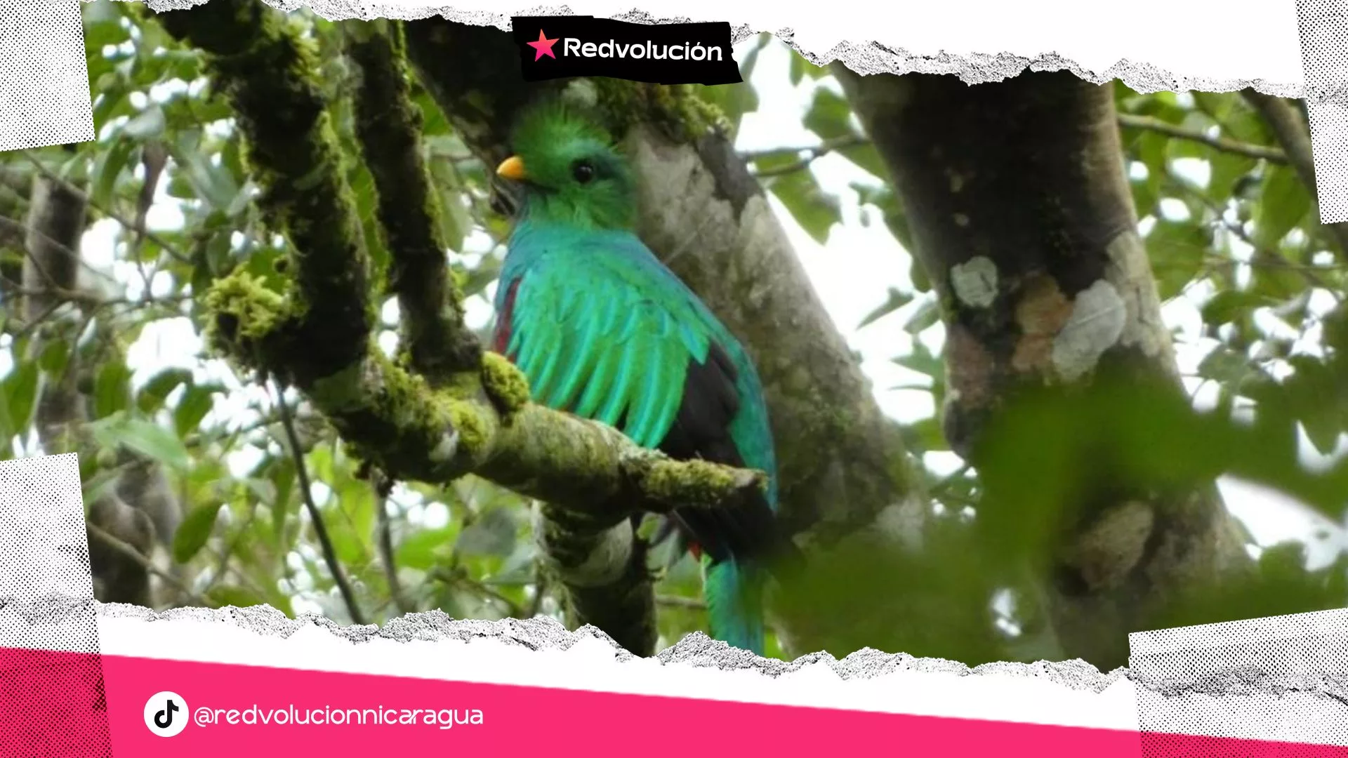 MONITOREO DE BIODIVERSIDAD