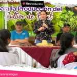 INTA presenta tecnologías para optimizar la cosecha de frijol en el ciclo de primera