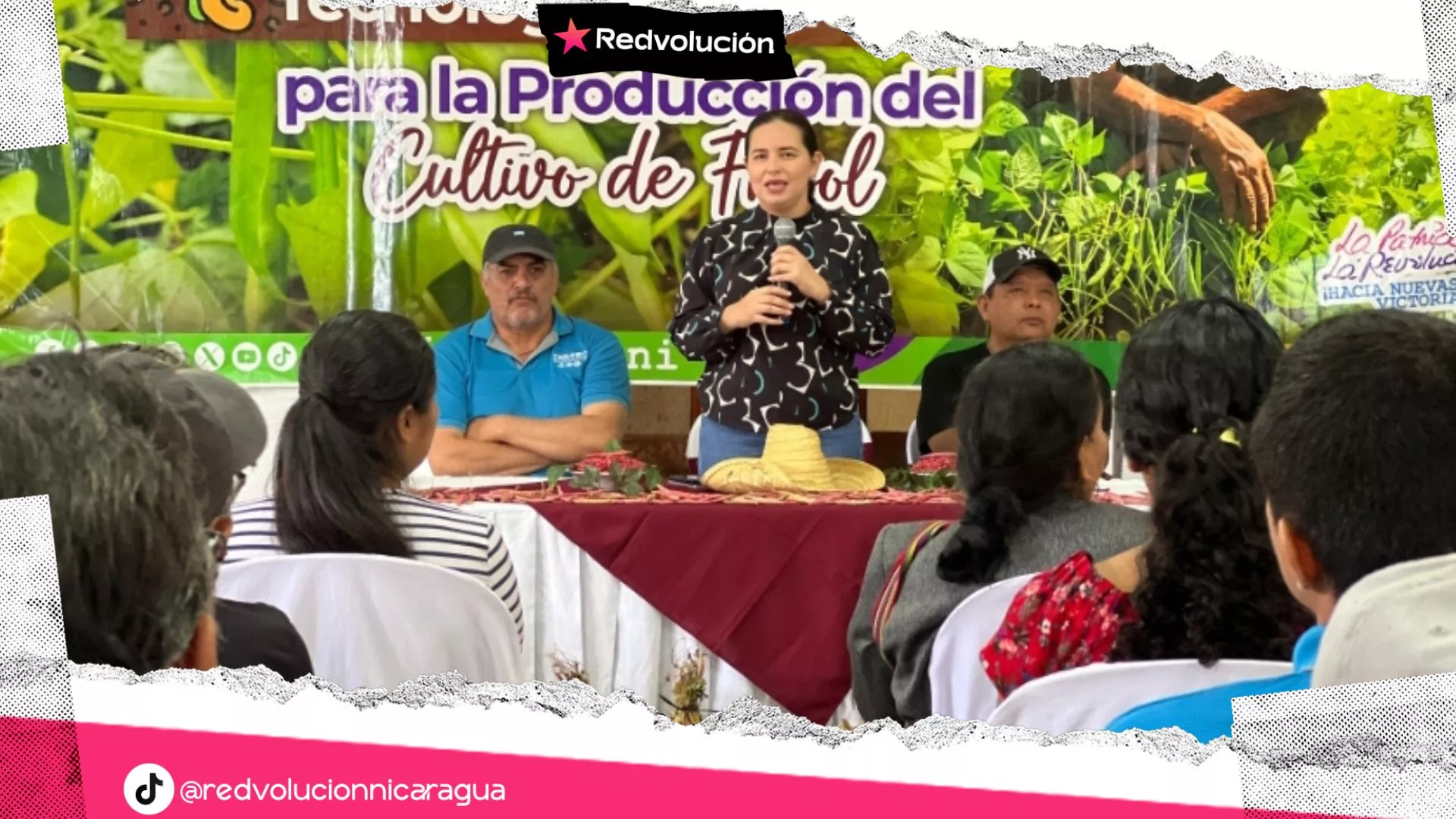 INTA presenta tecnologías para optimizar la cosecha de frijol en el ciclo de primera