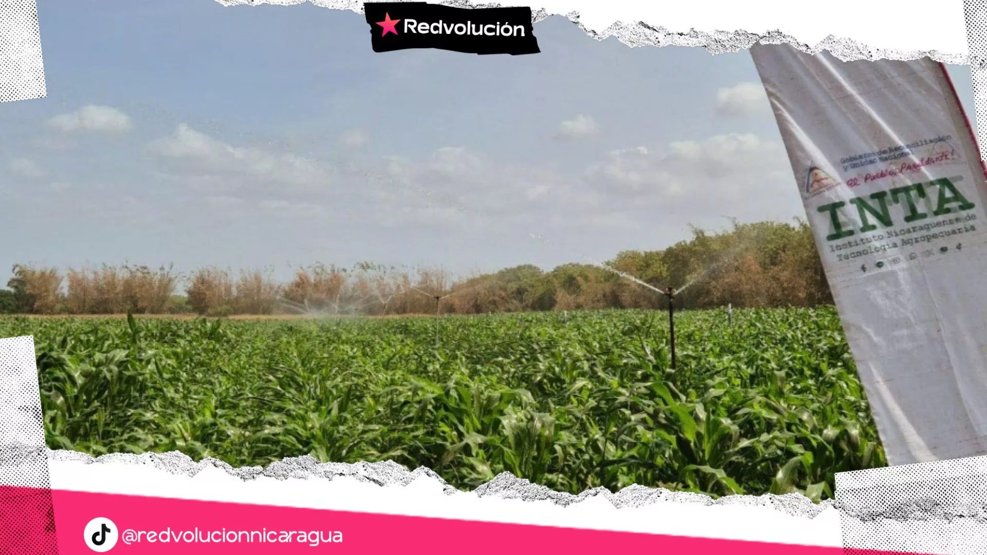 INTA impulsa la producción de semillas de maíz de alto rendimiento