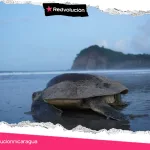 MARENA RESGUARDA NIDOS DE TORTUGAS MARINAS