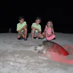 Tortugasmarinas3