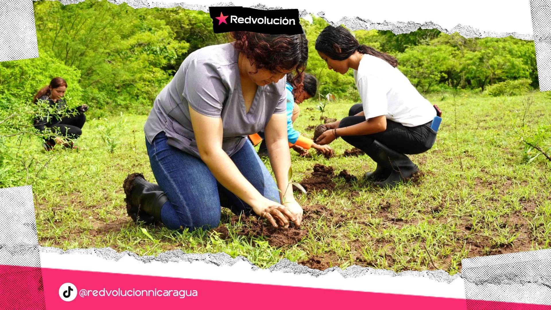 Nicaragua avanza en reforestación con 737 mil árboles sembrados