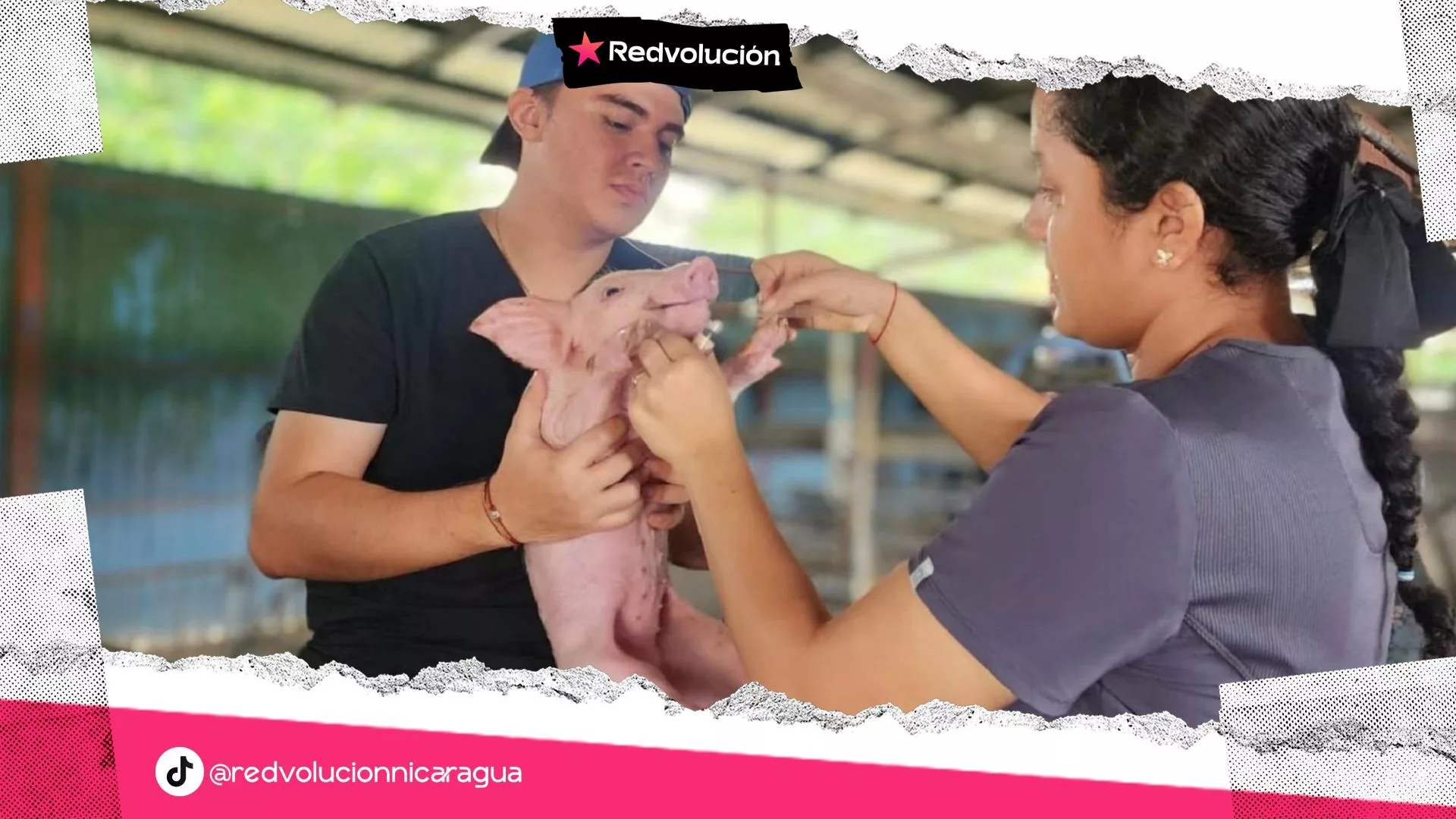 Fortalecen conocimientos a porcinocultores en la Zona Sur del país
