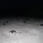 Tortugas marinas
