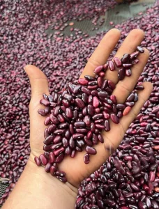 Producción de Frijol Rojo Supera los 800 Mil Quintales en la Época de Primera, Destaca el Ministerio Agropecuario