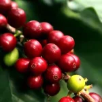 Apanás será sede del cierre de la Cosecha Cafetalera 2025-2026 este 21 de marzo