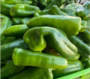 Pequeños y medianos productores impulsan la producción de chiltoma en Nicaragua