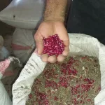 Producción de apante de frijol rojo garantiza consumo nacional y oportunidades de exportación