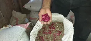 Producción de apante de frijol rojo garantiza consumo nacional y oportunidades de exportación