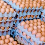 Monitoreo del MAG confirma producción récord de huevo que garantiza el abastecimiento nacional