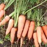 Jinotega y Matagalpa fortalecen producción de zanahoria de alta calidad