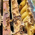 Producción de miel destaca por su aporte económico, nutricional y ambiental
