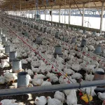 Industria avícola aporta crecimiento económico y seguridad alimentaria en Nicaragua