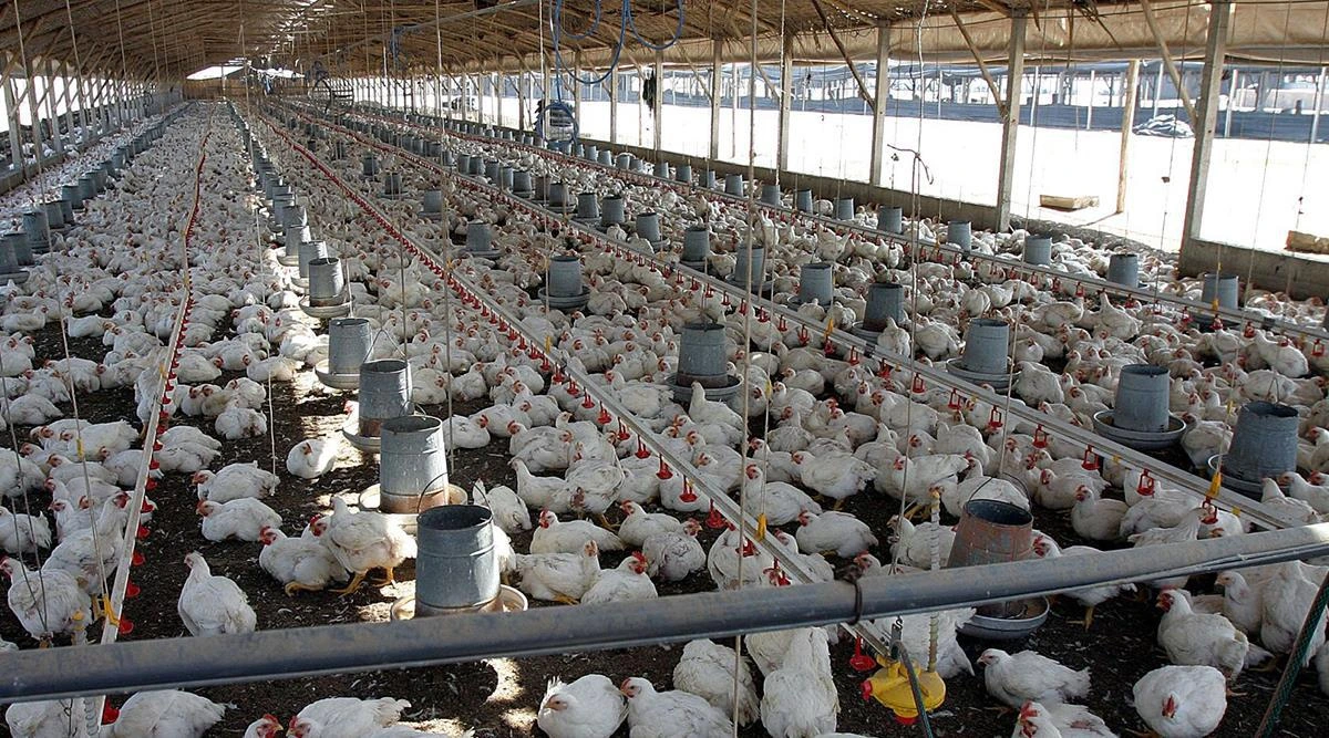 Industria avícola aporta crecimiento económico y seguridad alimentaria en Nicaragua