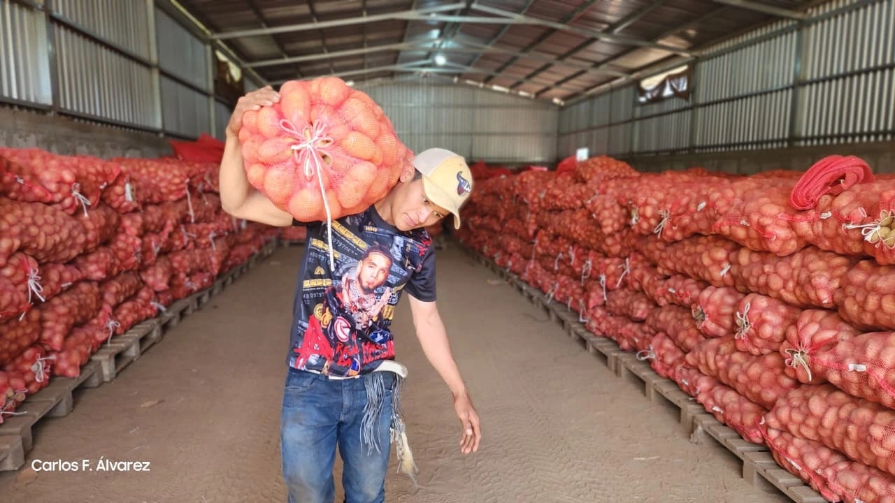Cultivos de papa en Estelí avanzan con buenas expectativas para la cosecha
