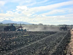 MAG estima una siembra de 30.700 manzanas de arroz para la próxima temporada agrícola