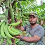 Rivas se mantiene como referente del plátano en Nicaragua con el 40 % de la producción nacional