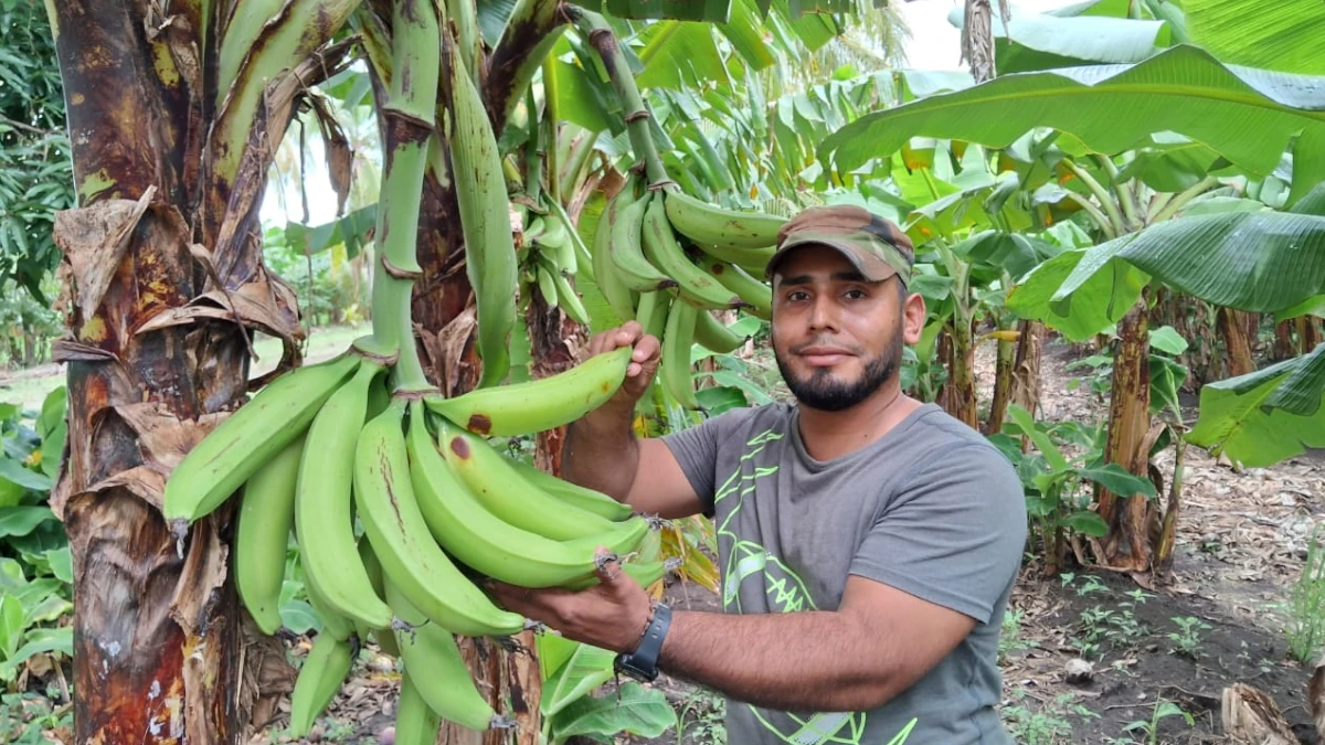 Rivas se mantiene como referente del plátano en Nicaragua con el 40 % de la producción nacional