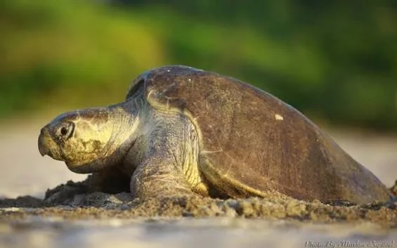 MARENA impulsa la protección de tortugas marinas en el Refugio de Vida Silvestre La Flor