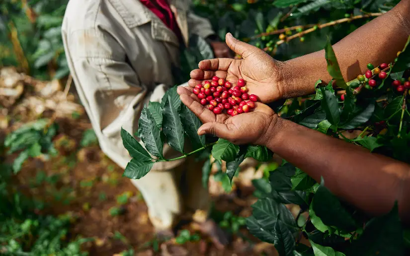 Café de Nicaragua alcanza récord histórico y fortalece su presencia en mercados internacionales