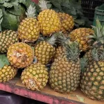 Condiciones tropicales favorecen el crecimiento sostenible del cultivo de piña en Nicaragua