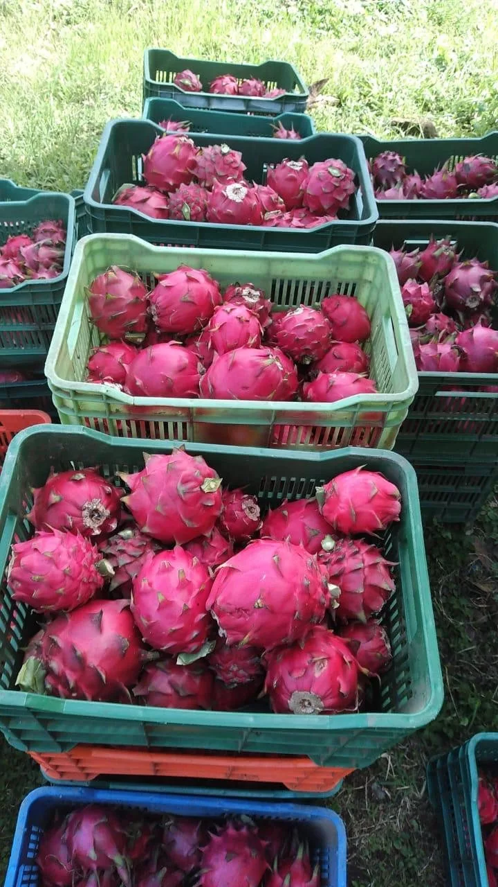 MAG reporta más de 151 mil kilogramos de pitahaya cosechados entre enero y mayo