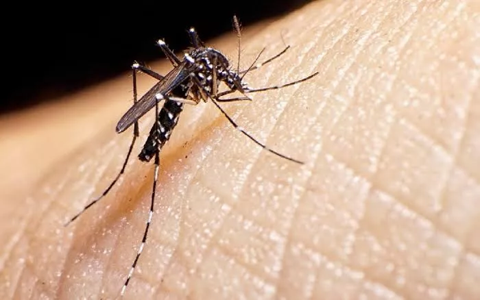 MINSA reporta disminución de malaria e influenza y aumento de neumonía, dengue y chikungunya