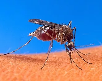 Menos Enfermos por Dengue, Chikungunya, Neumonía e Influenza