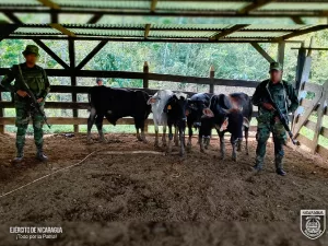 Ejército de Nicaragua ocupa semovientes sin documentación legal en Jinotega y la Costa Caribe Sur