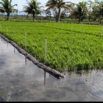 Arroz de riego impulsa la producción agrícola y el abastecimiento del mercado nacional
