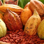 Variedades de cacao nicaragüense sobresalen por sus características de calidad y aroma