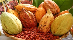 Variedades de cacao nicaragüense sobresalen por sus características de calidad y aroma