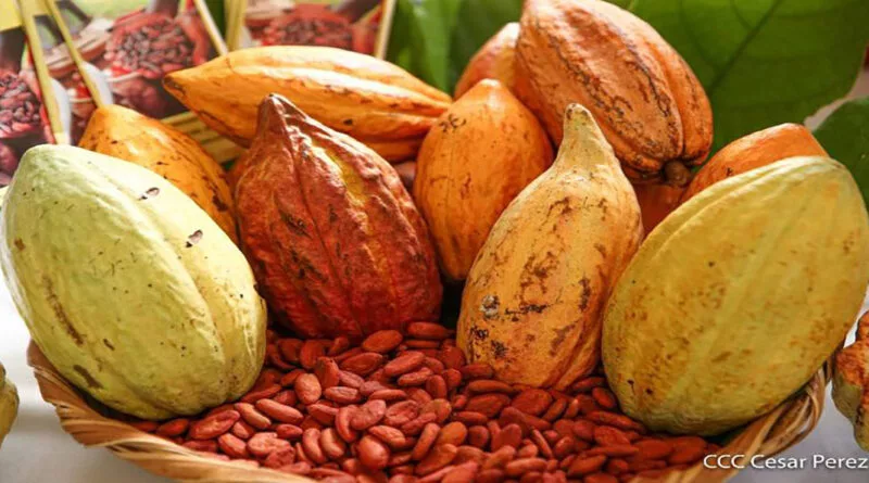 Variedades de cacao nicaragüense sobresalen por sus características de calidad y aroma